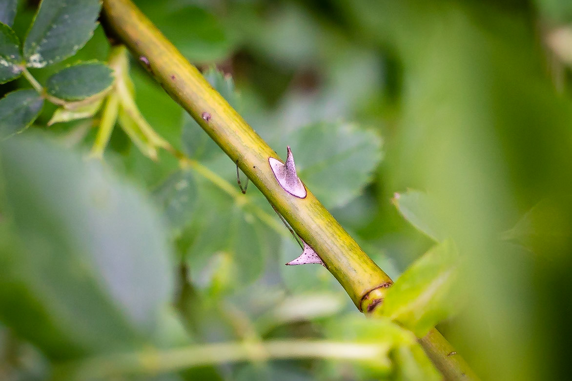 Rosa canina - Eglantier