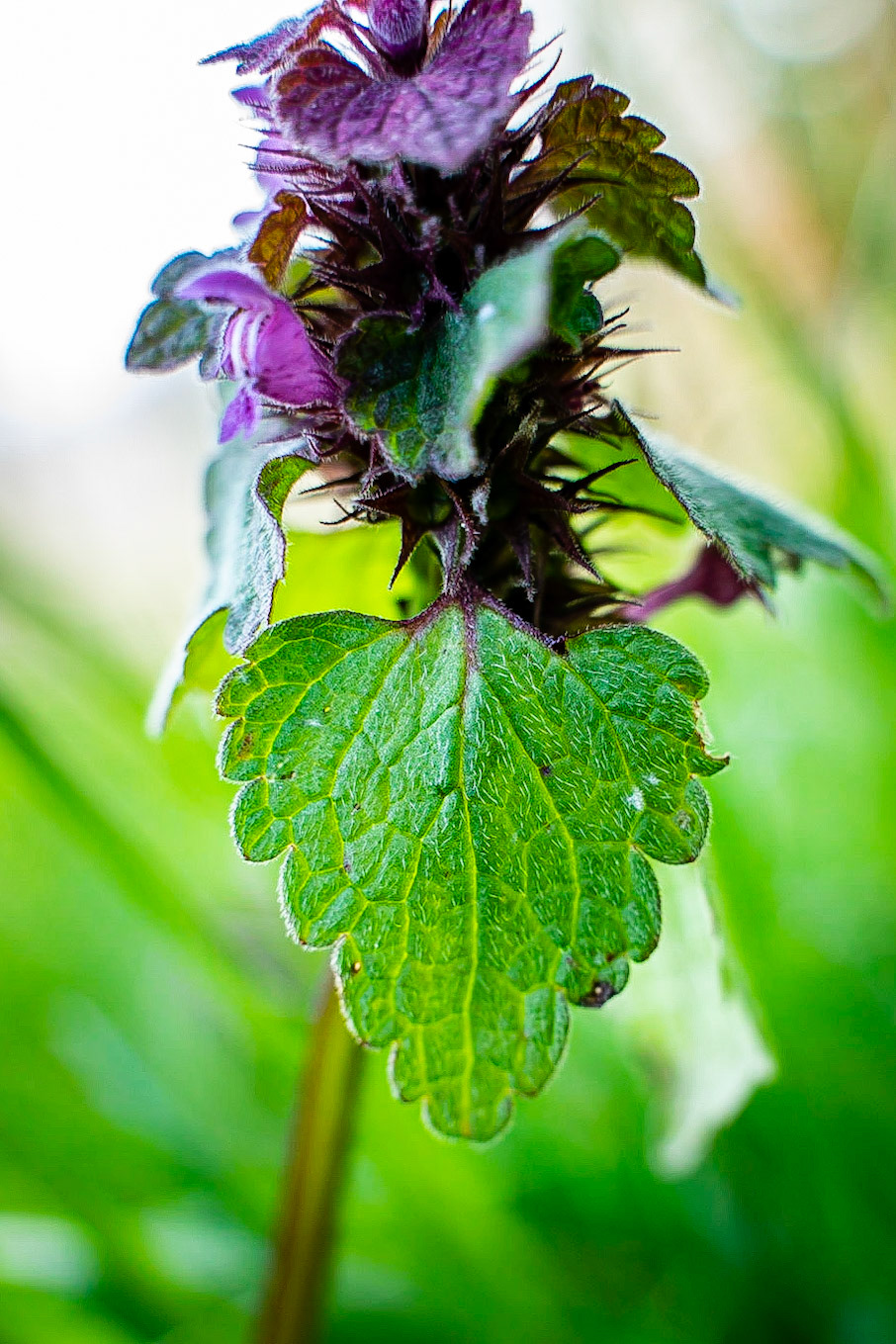 Lamium purpurea - Lamier pourpre
