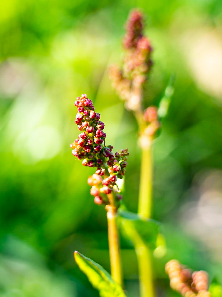 Rumex acetosa - Oseille des prés