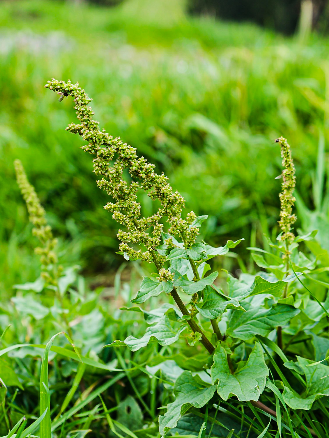 Chenopodium bonus-henricus - Chenopode Bon-Henri