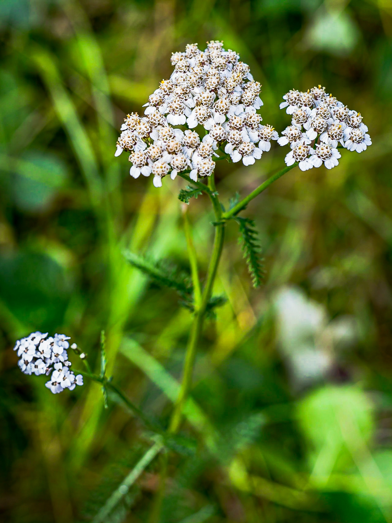 Achillea millefolium - Achillée millefeuille - fleurs