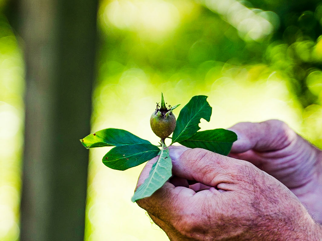 Mespilus germanica - Néflier
