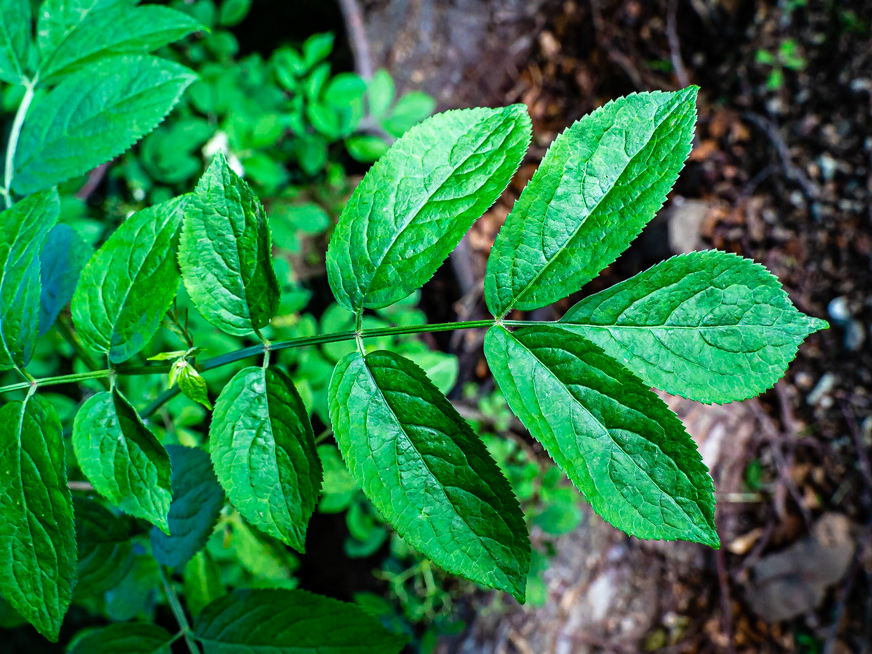 Sambucus nigra - Sureau Noir