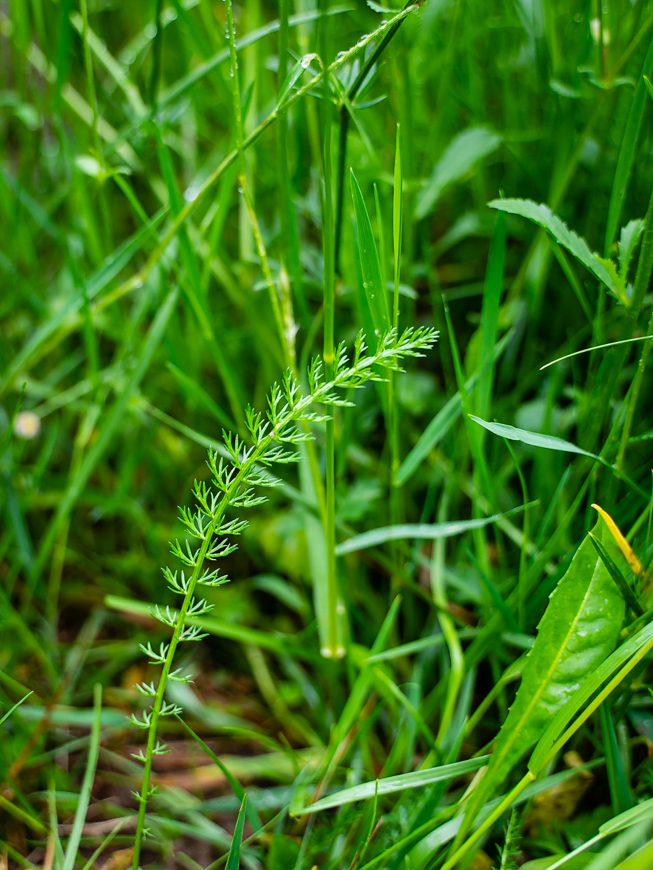 Achillea millefolium - Achillée millefeuille