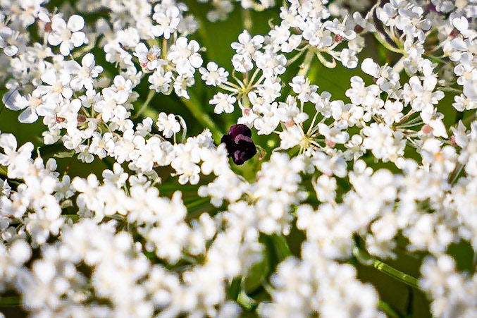 Daucus carota - Carotte sauvage