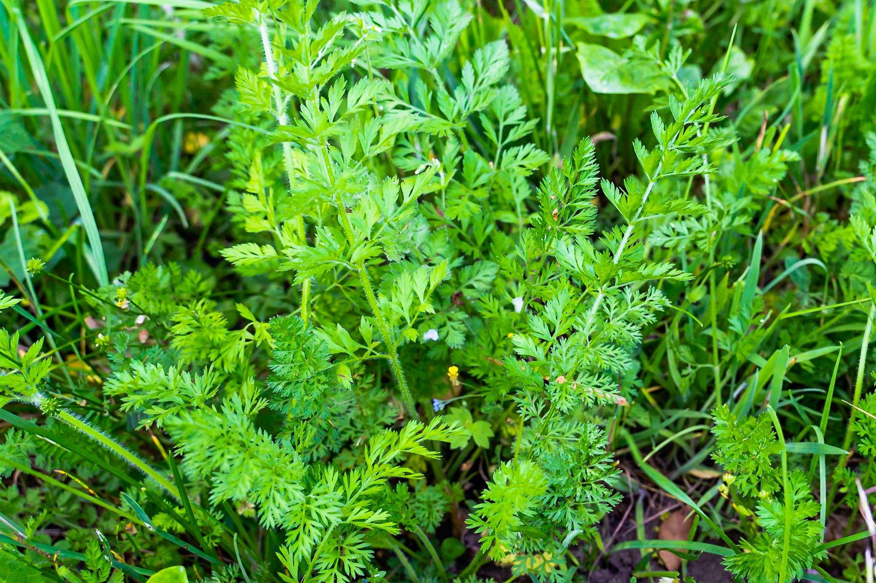 Daucus carota - Carotte sauvage