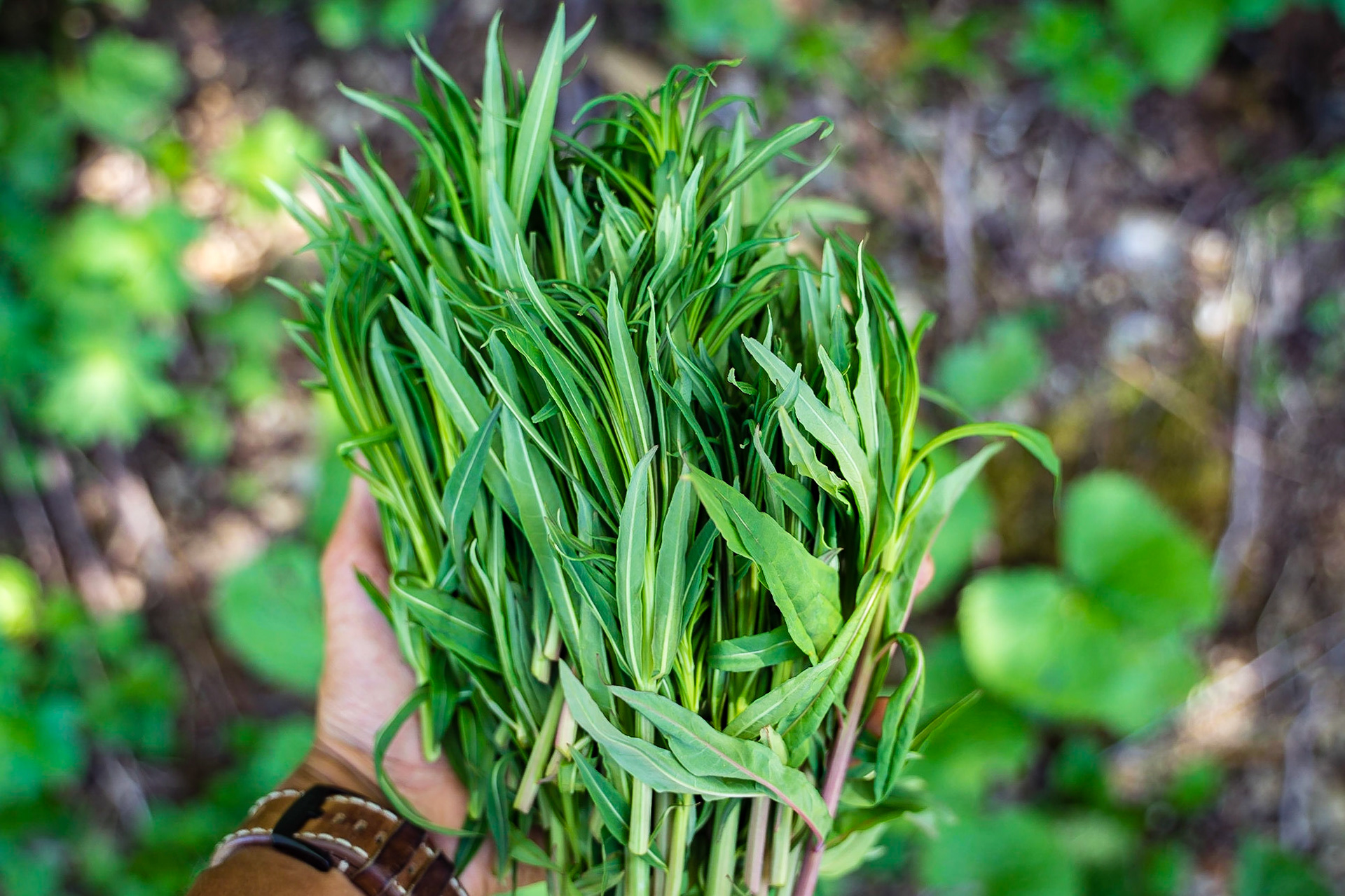 Epilobium angustifolium - Epilobe en épi
