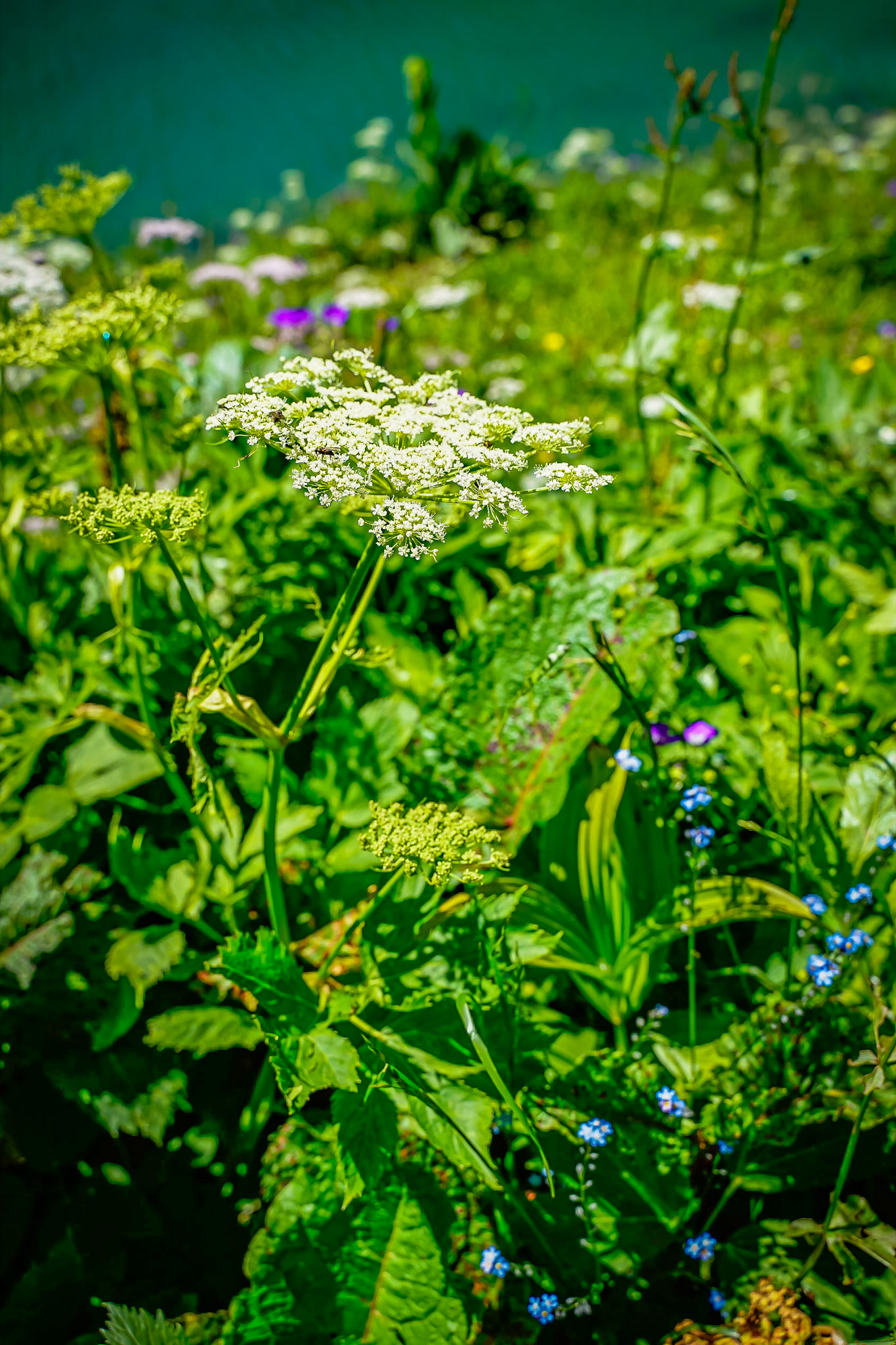 Peucedanum ostruthium - Impératoire