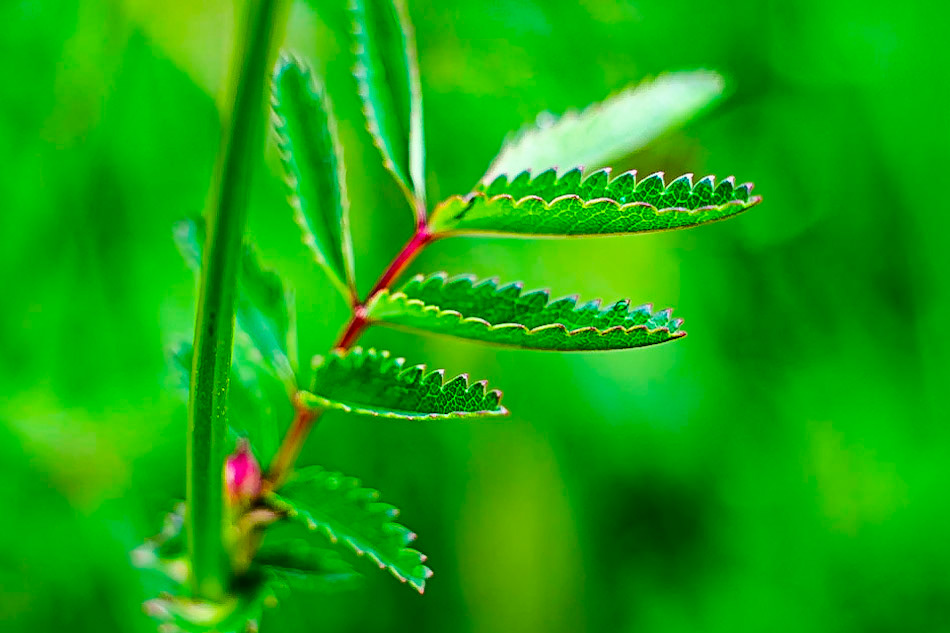 Sanguisorba officinalis - Pimprenelle officinale