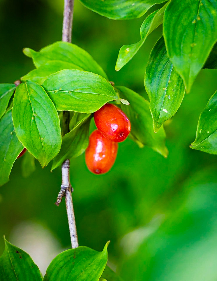 Cornus mas - Cornouiller mâle