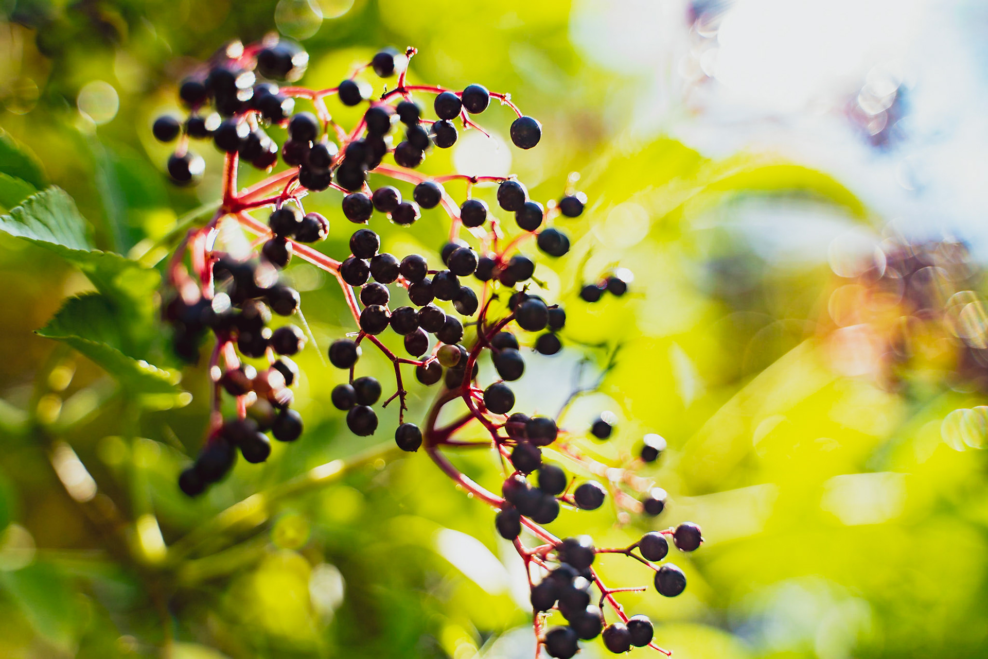 Sambucus nigra - Sureau Noir