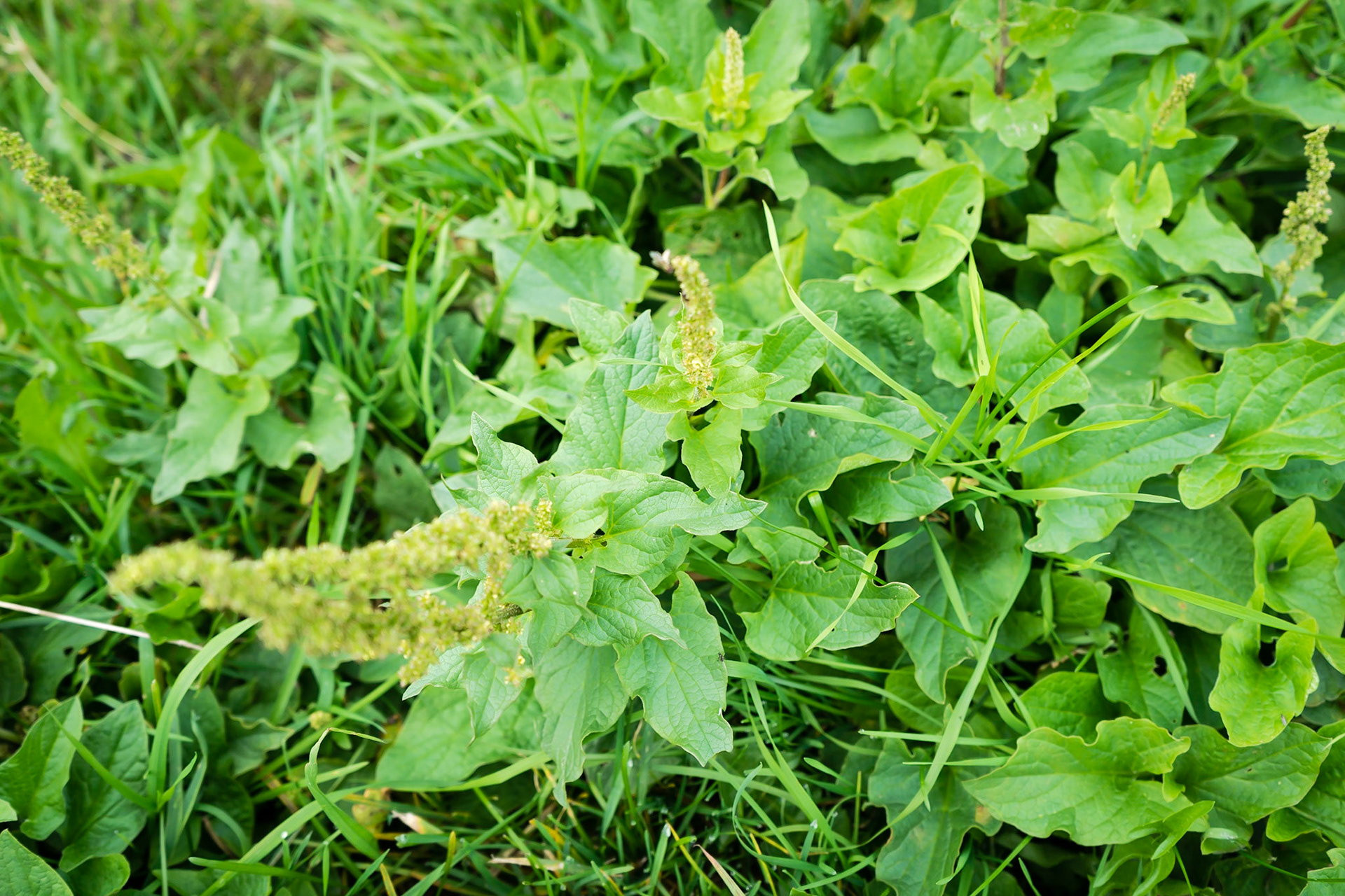 Chenopodium bonus-henricus - Chenopode Bon-Henri