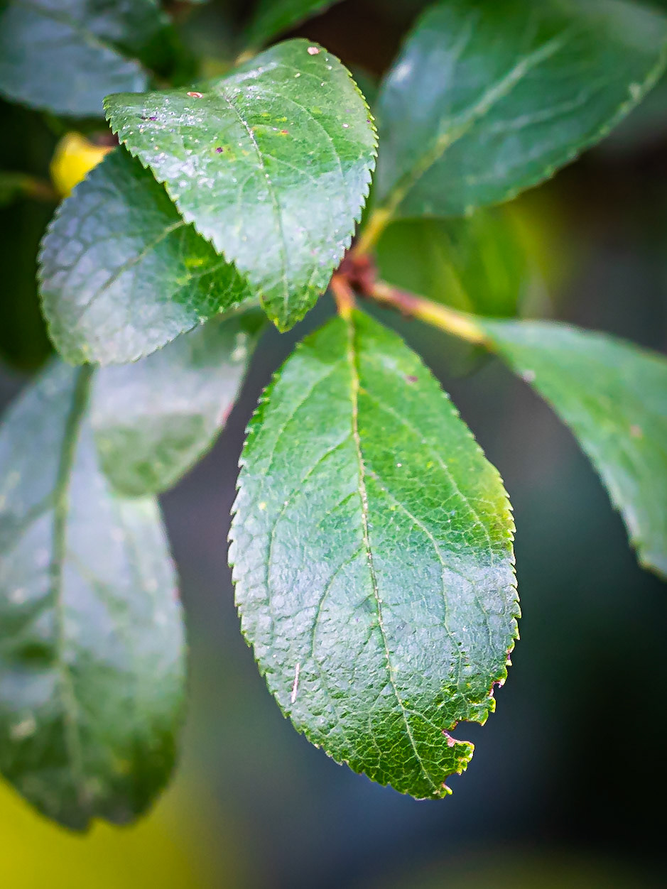 Prunus spinosa - Prunellier