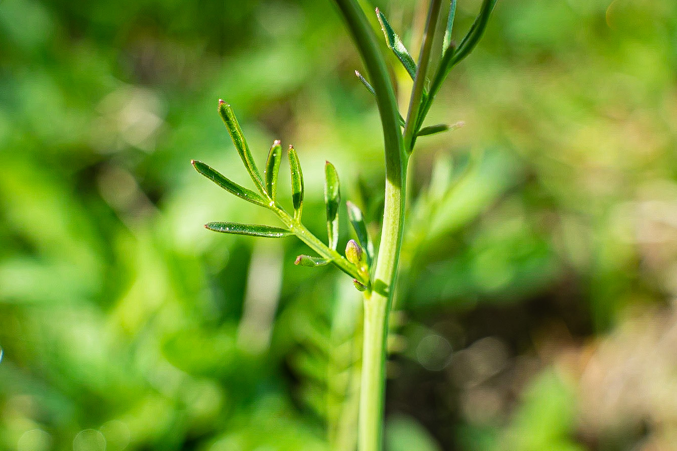 Cardamine pratensis - Cardamine des près