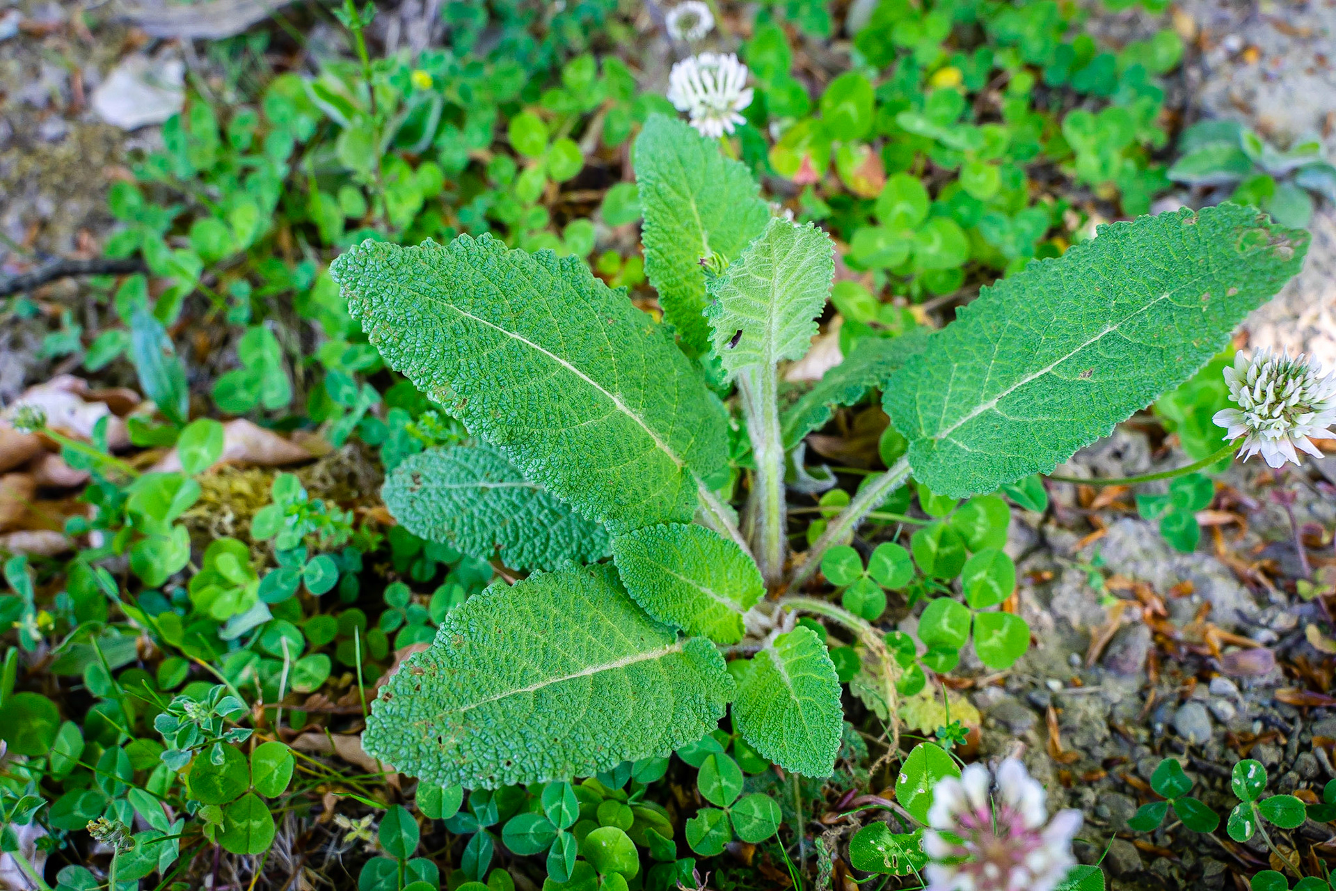 Salvia pratensis - Sauge des prés