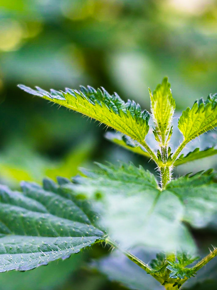 Urtica dioica - Ortie dioïque