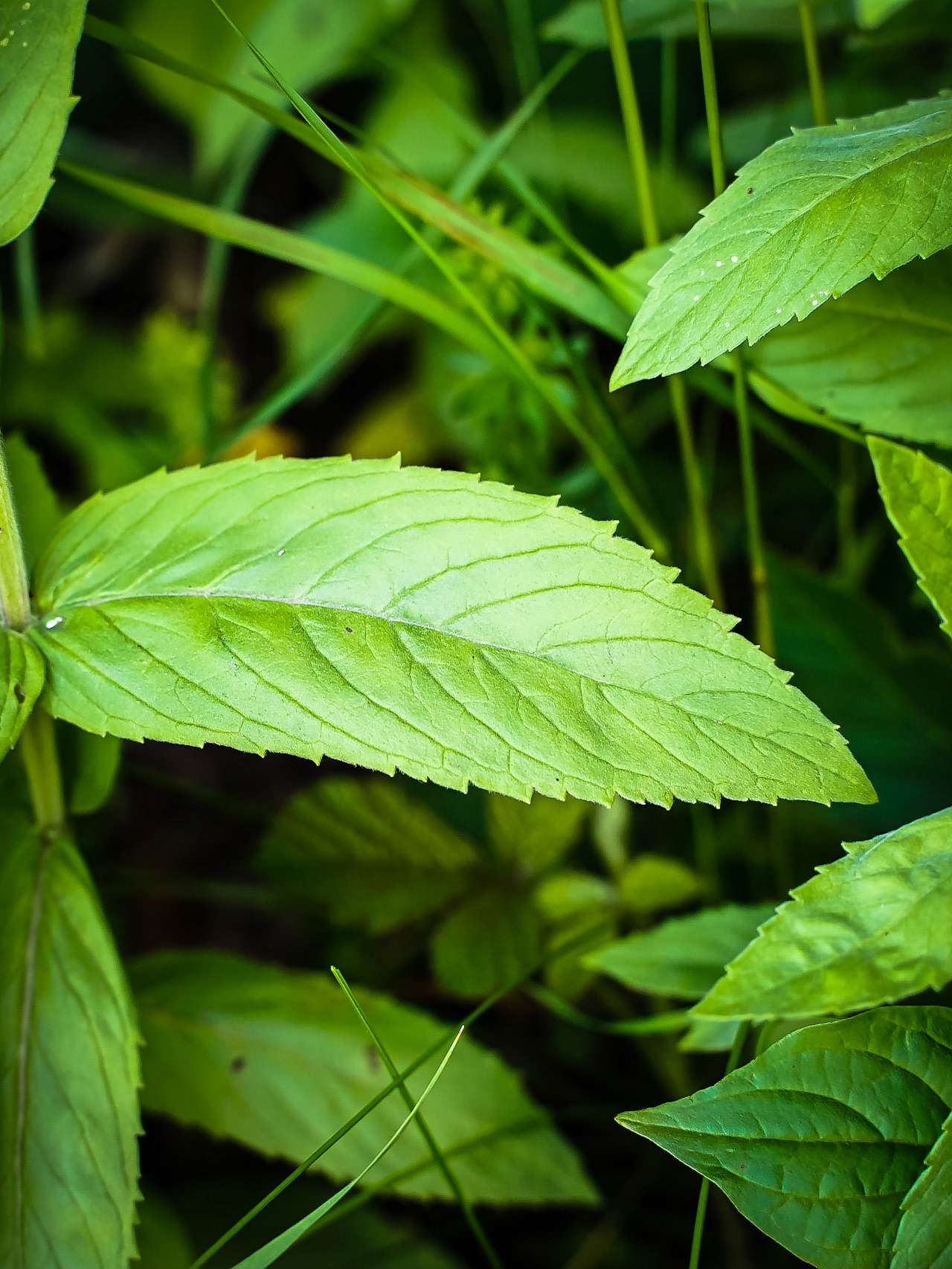 Menta longifolia - Menthe à longues feuilles