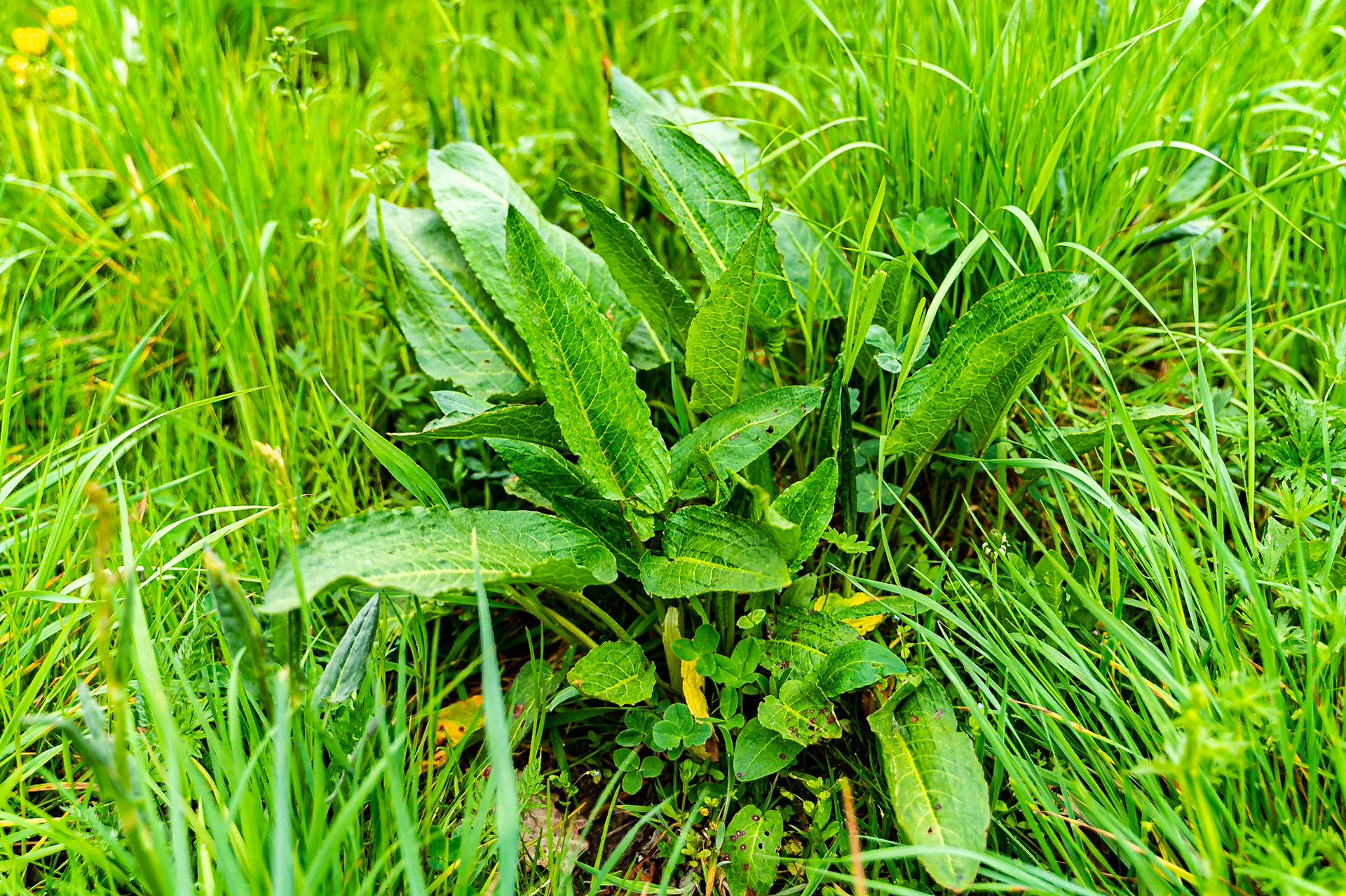 Rumex obtusifolius - Rumex à feuilles obtuses