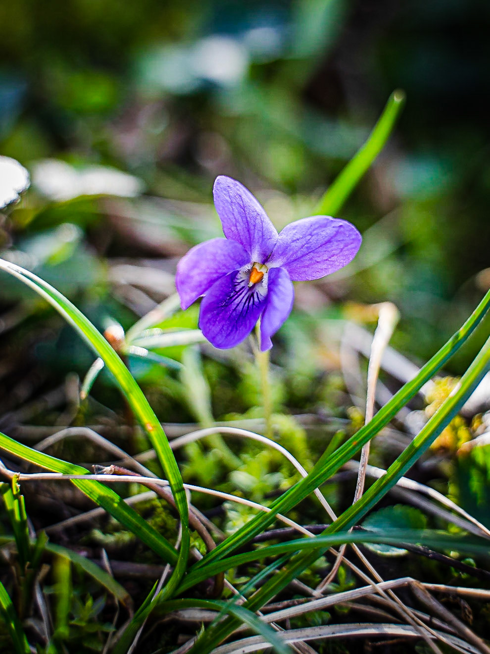 Viola odorata - Violette odorante