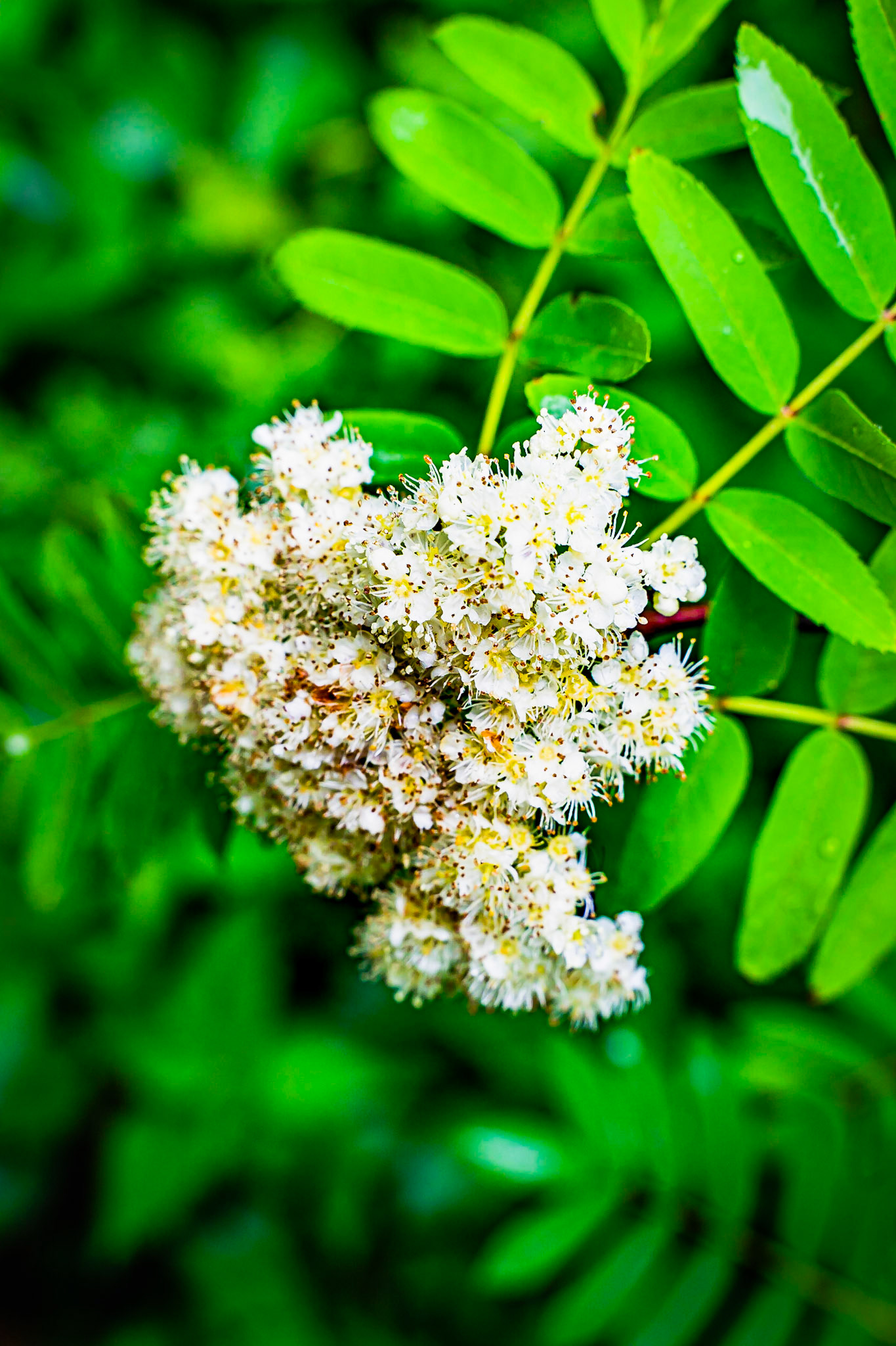 Sorbus aucuparia - Sorbier des oiseleurs