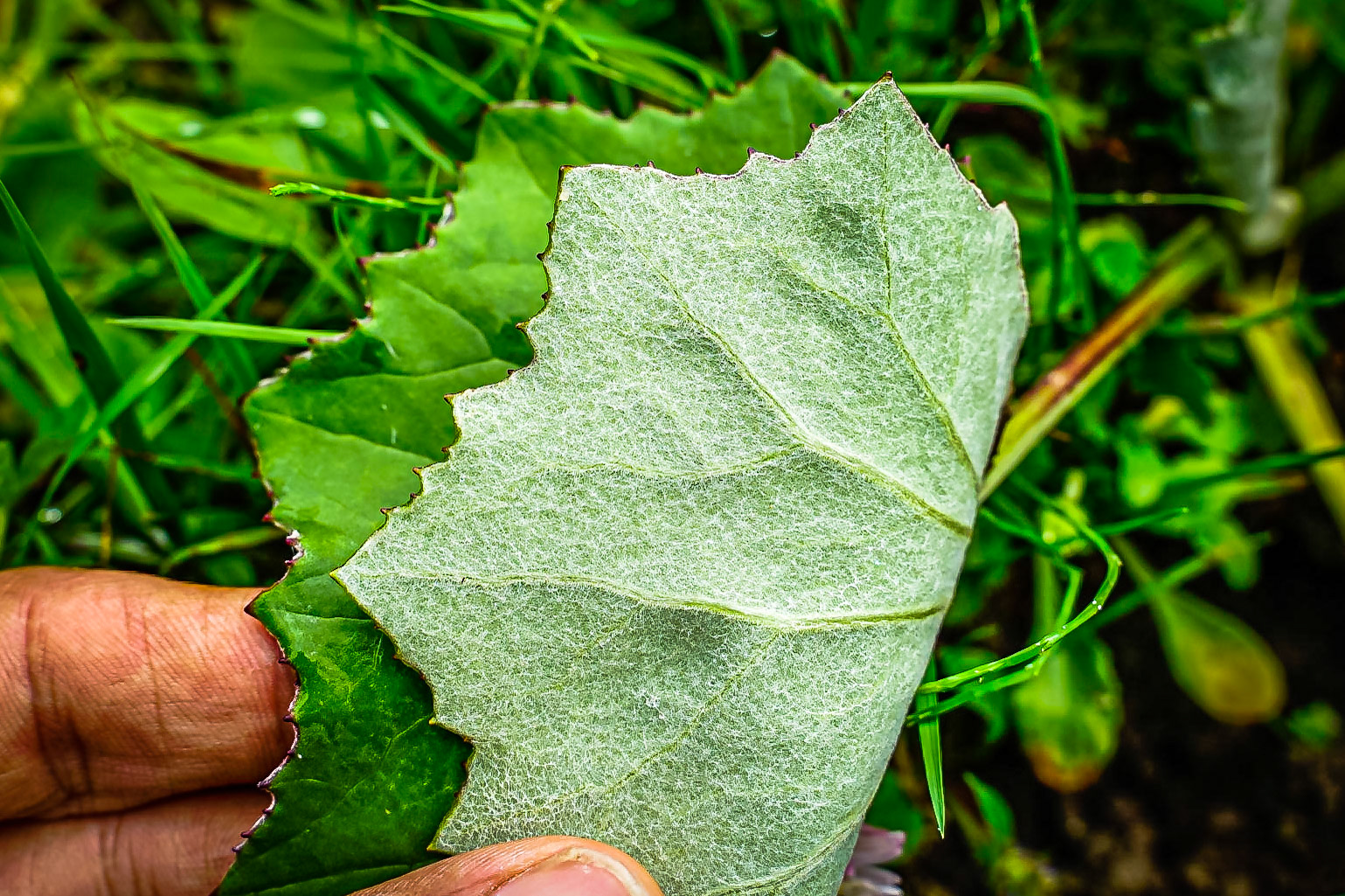 Tussilago farfara - Tussilage