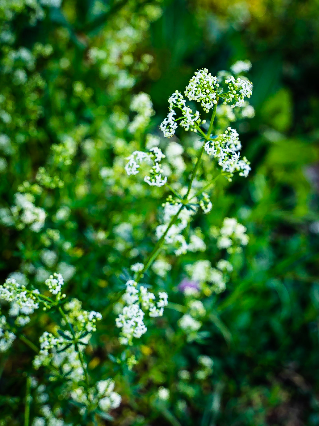 Gallium album - Gaillet blanc