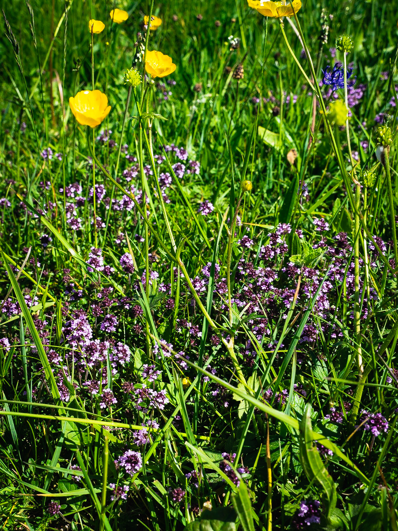 Thymus serpyllum aggr. - Thym serpolet