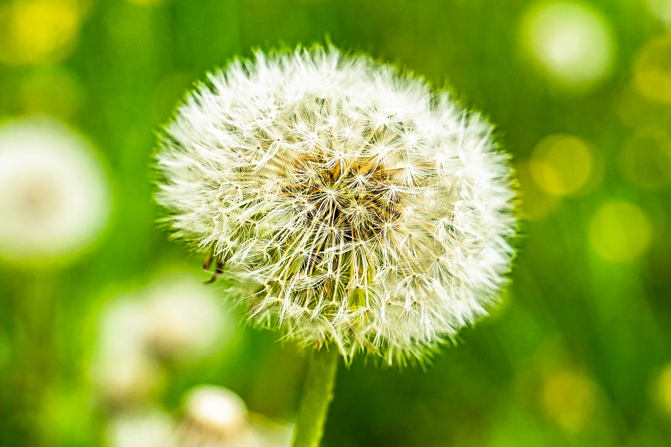 Taraxacum officinale  aggr. - Pissenlit officinal