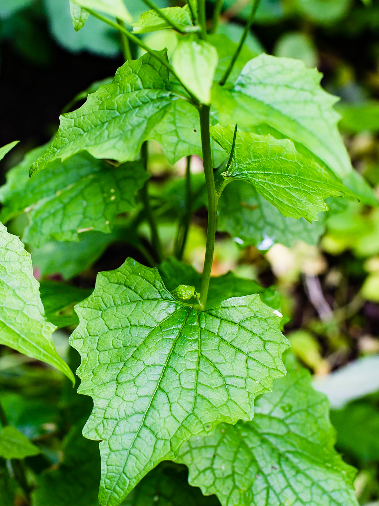 Alliaria petiolata - Alliaire officinale