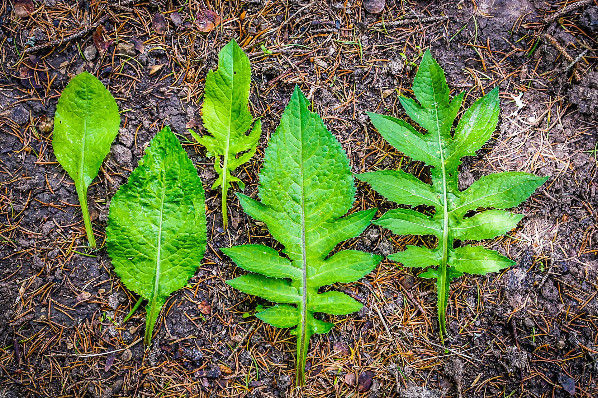 Cirsium oleraseum - Cirse maraîché