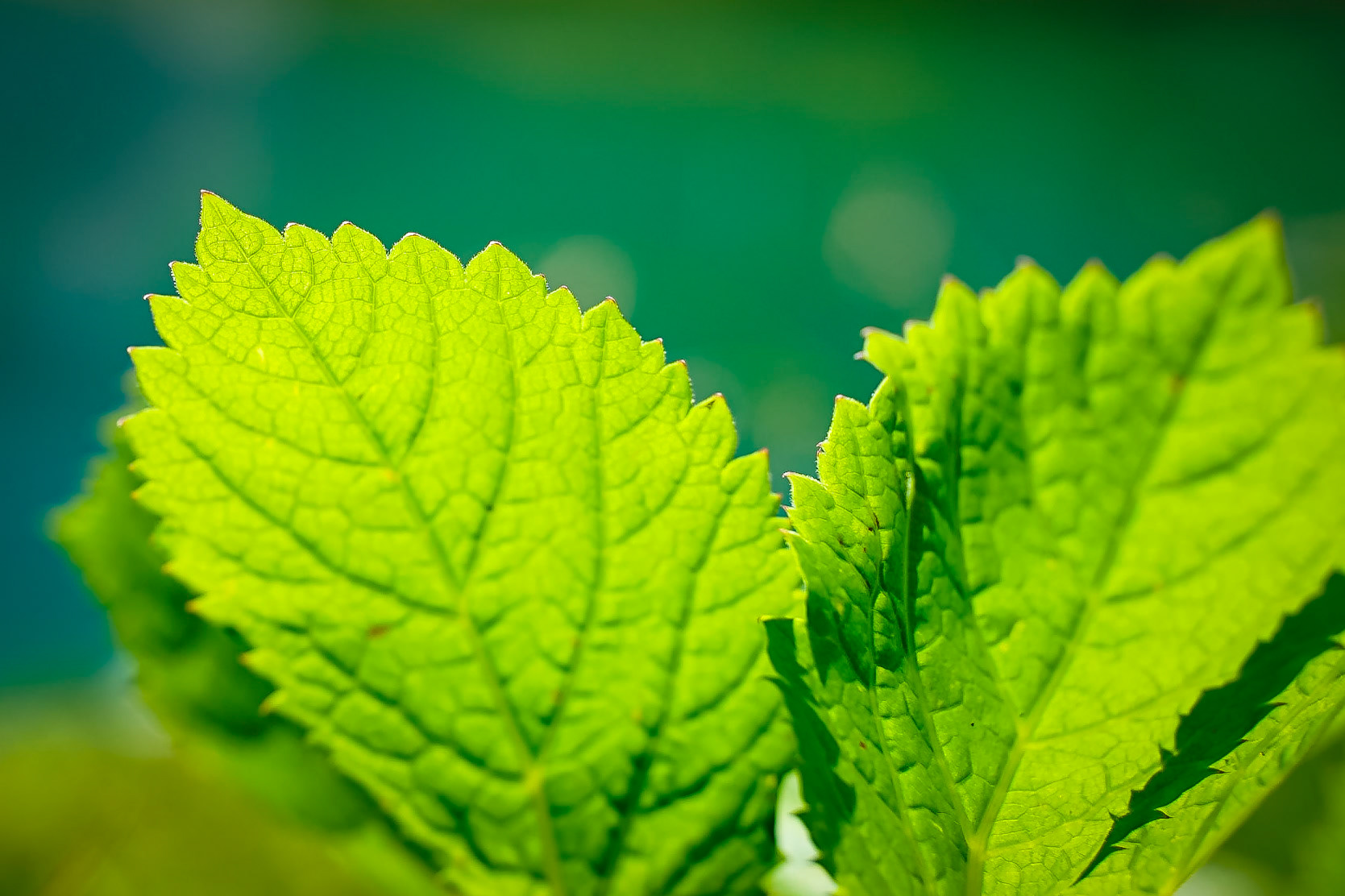 Peucedanum ostruthium - Impératoire