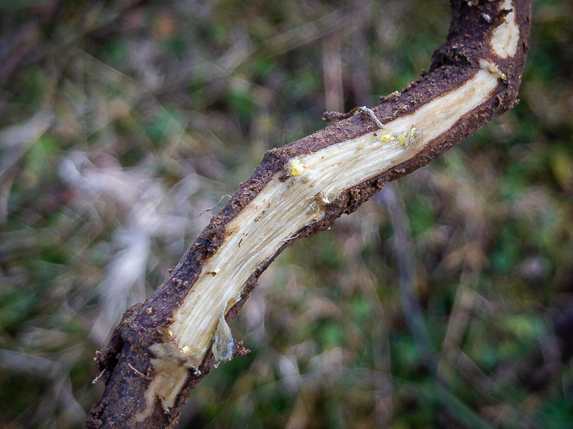 Peucedanum ostruthium - Impératoire