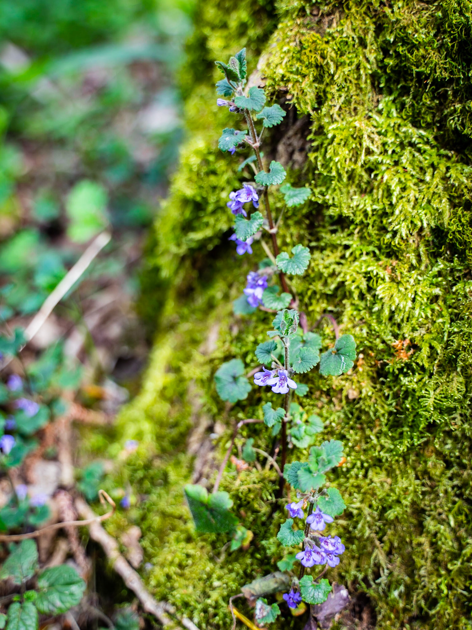 Glechoma hederacea - Lierre terrestre