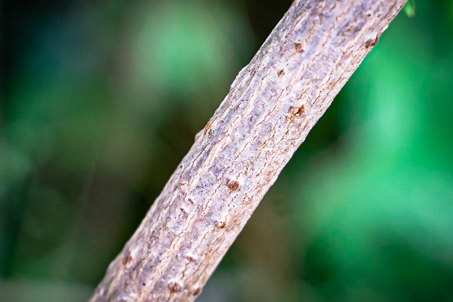 Sambucus nigra - Sureau Noir