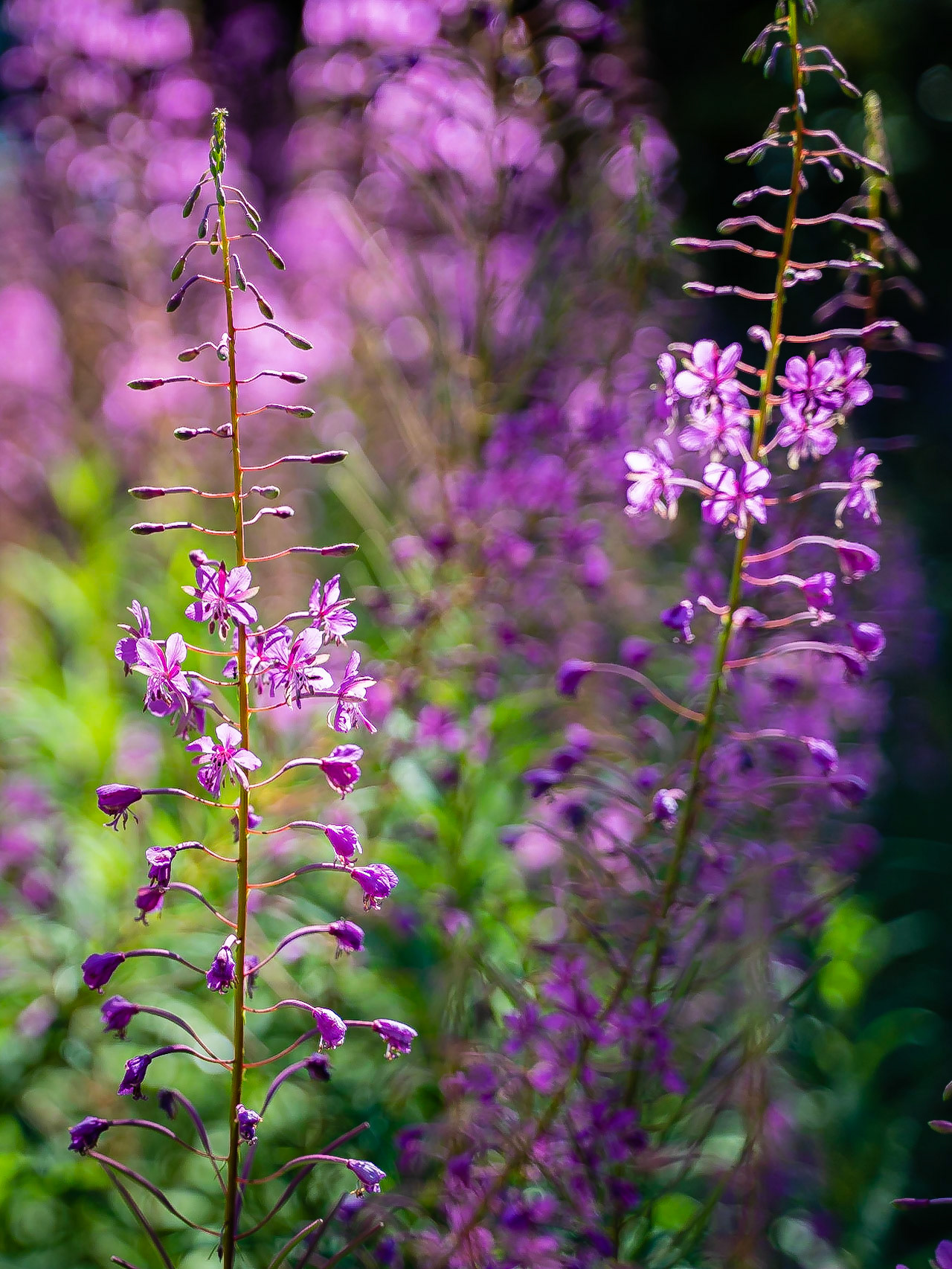 Epilobium angustifolium - Epilobe en épi