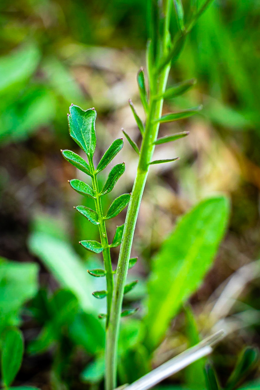 Cardamine pratensis - Cardamine des près