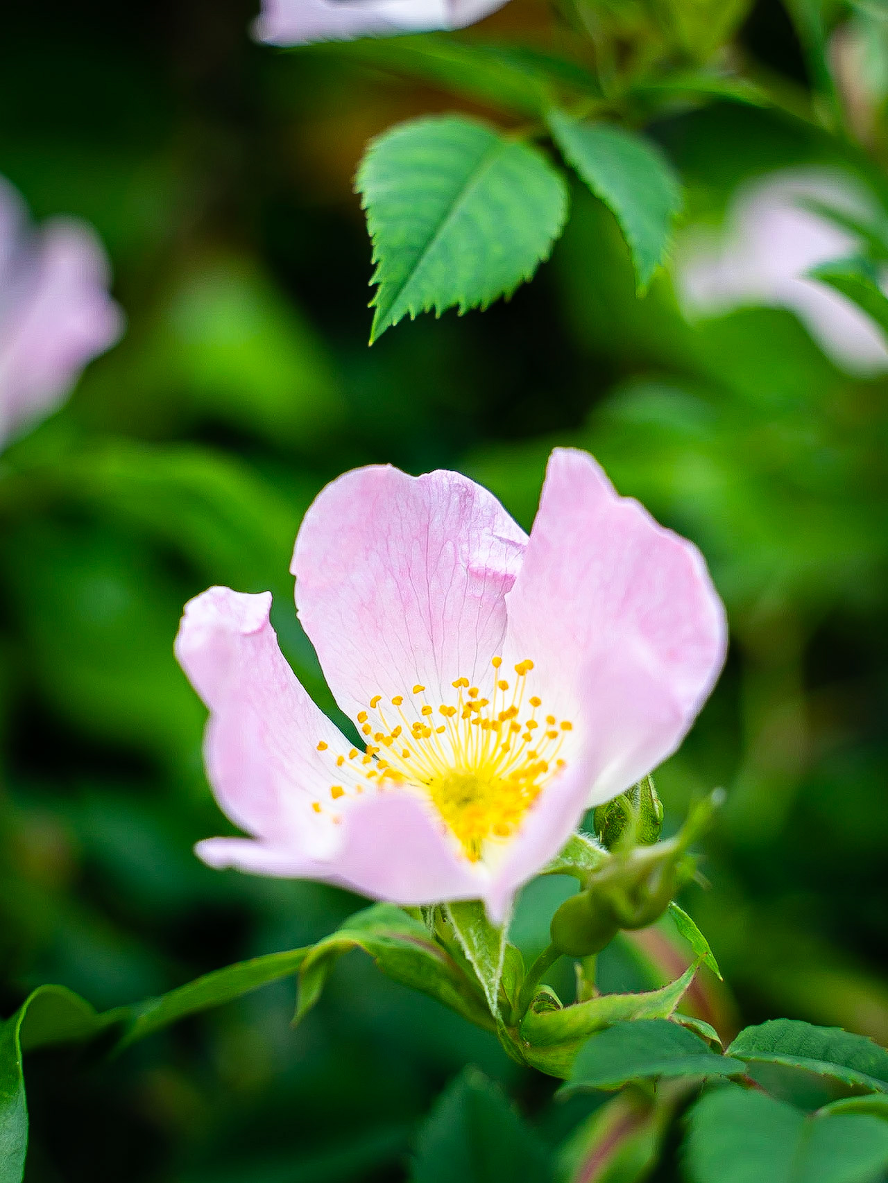 Rosa canina - Eglantier