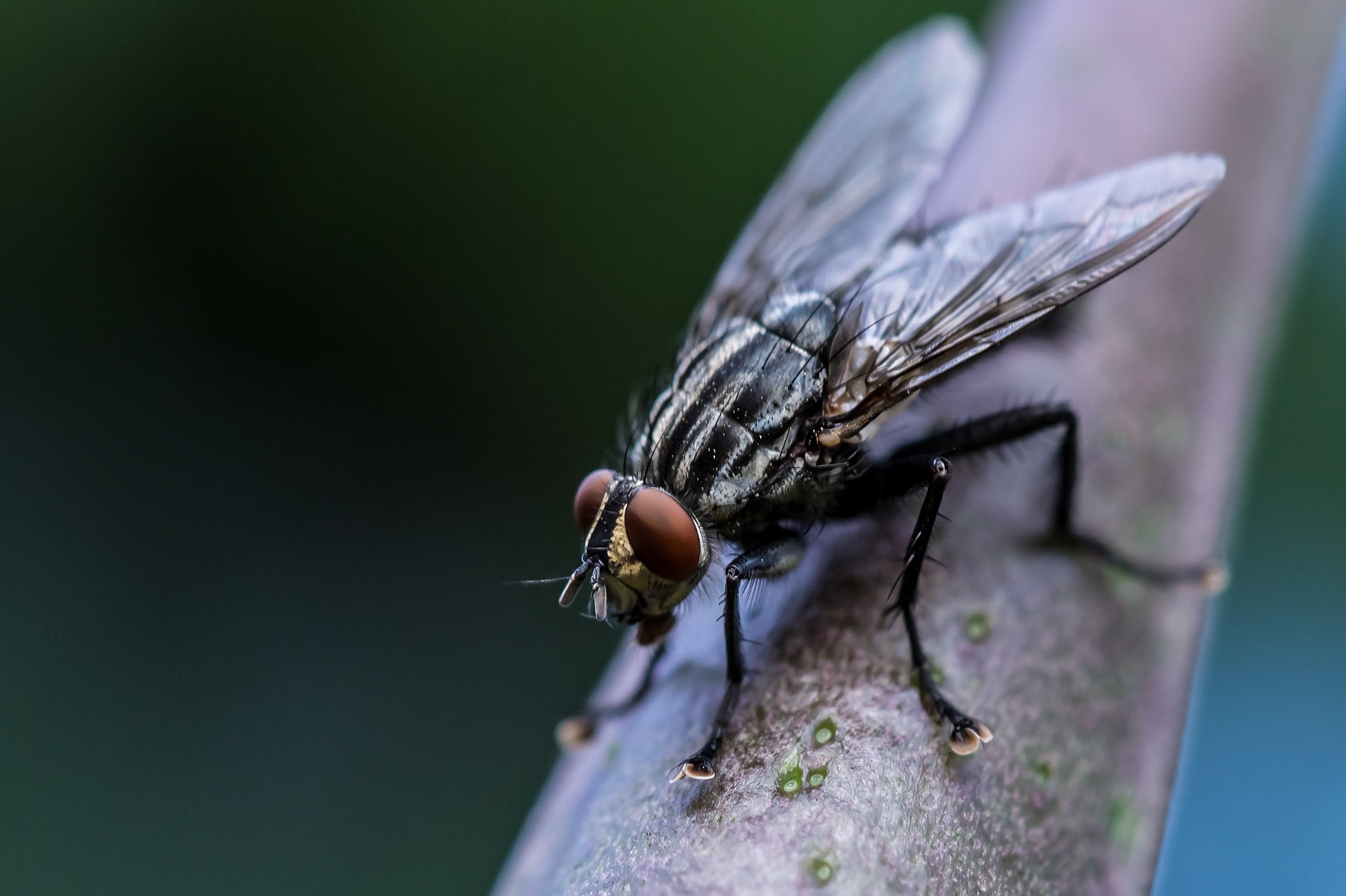 Fliegen-Makro am Abend