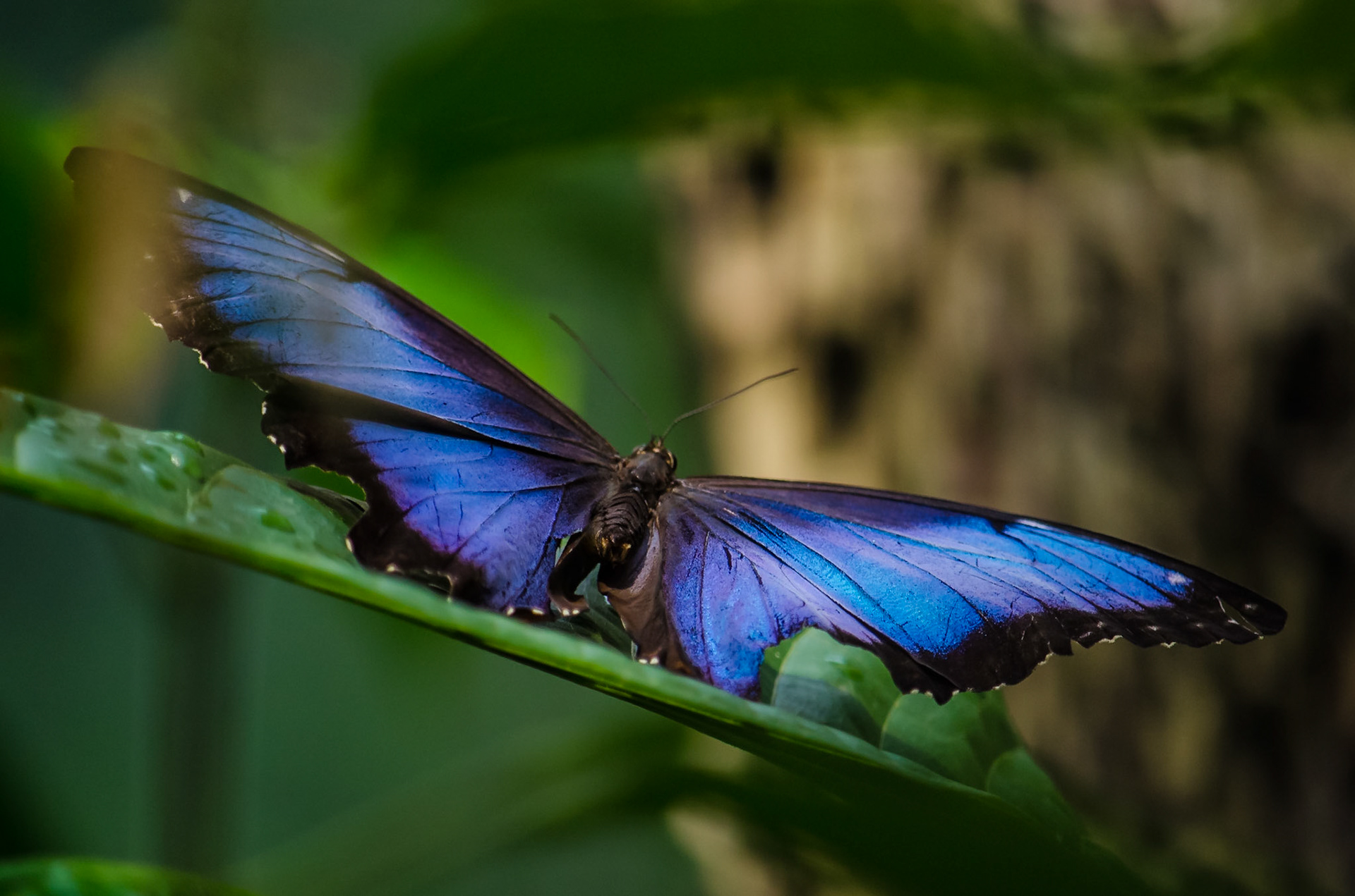 #Schmetterling im Manatihaus, #Tiergarten #Nürnberg