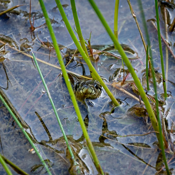 Gestern waren wir etwas im #NeunhoferForst bei den Rehen unterwegs. Und da ist uns diese kleine #Ringelnatter beim Tümpel begegnet.