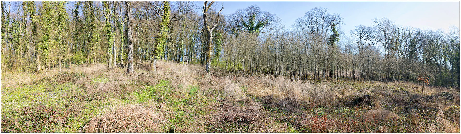 Deer - Dudelange