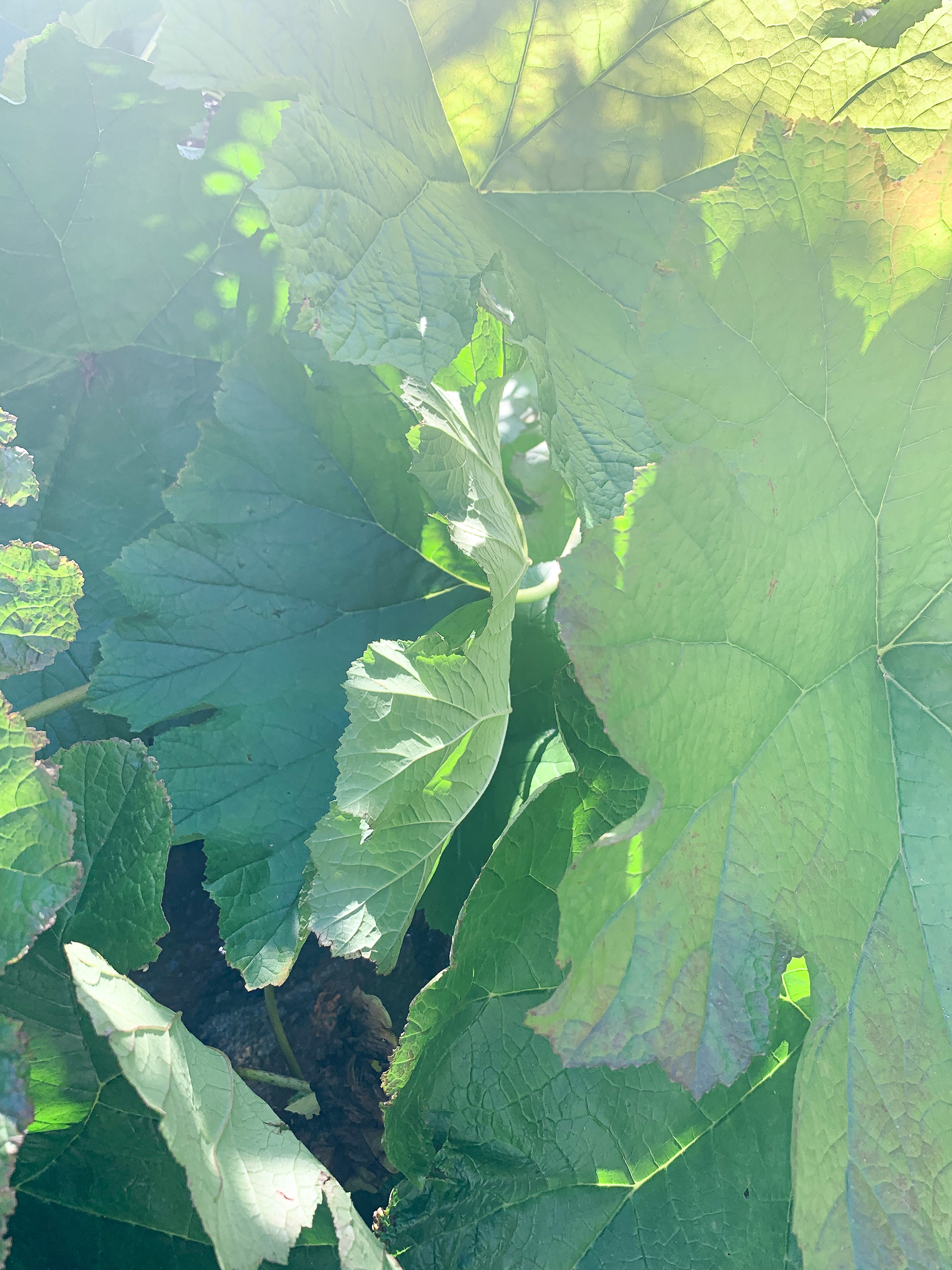 Late Summer Foilage