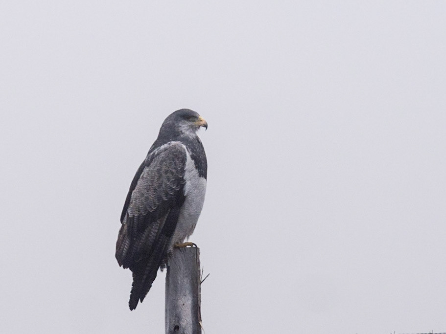 Black-Chested Buzzard-Eagle