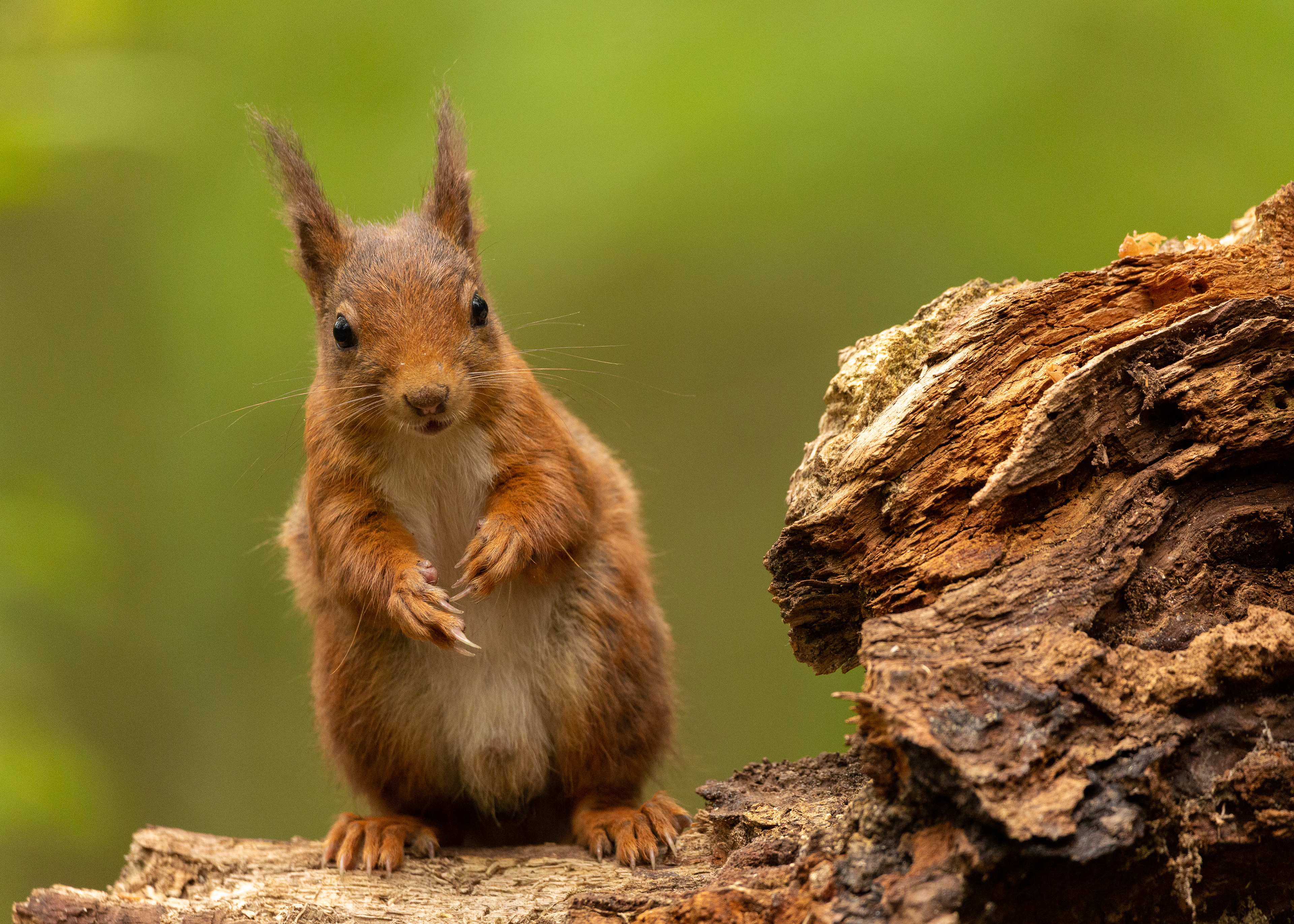 Red squirrel (Rode eekhoorn)