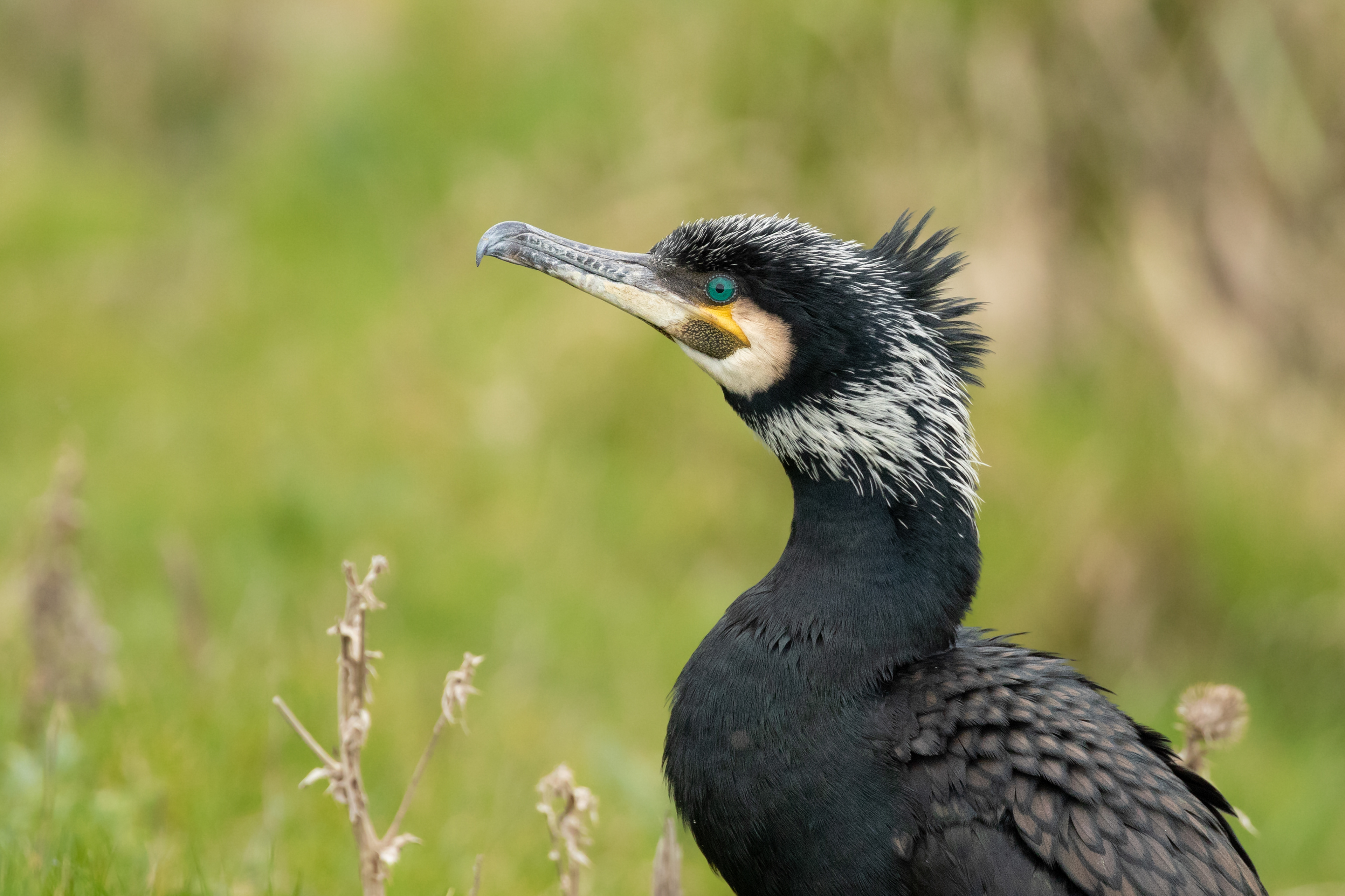 Cormorant (Aalscholver)