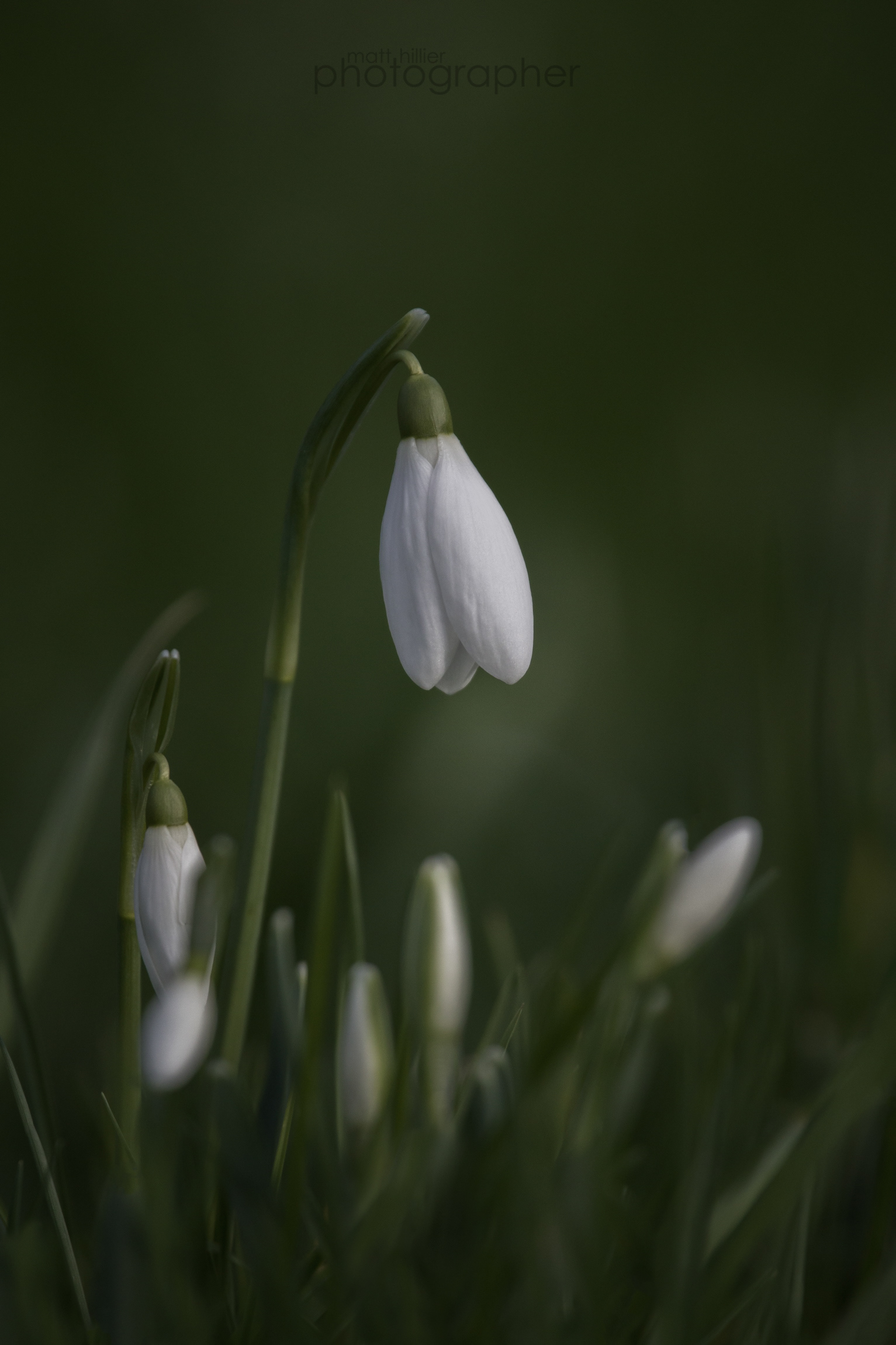 Cemetery Snowdrop