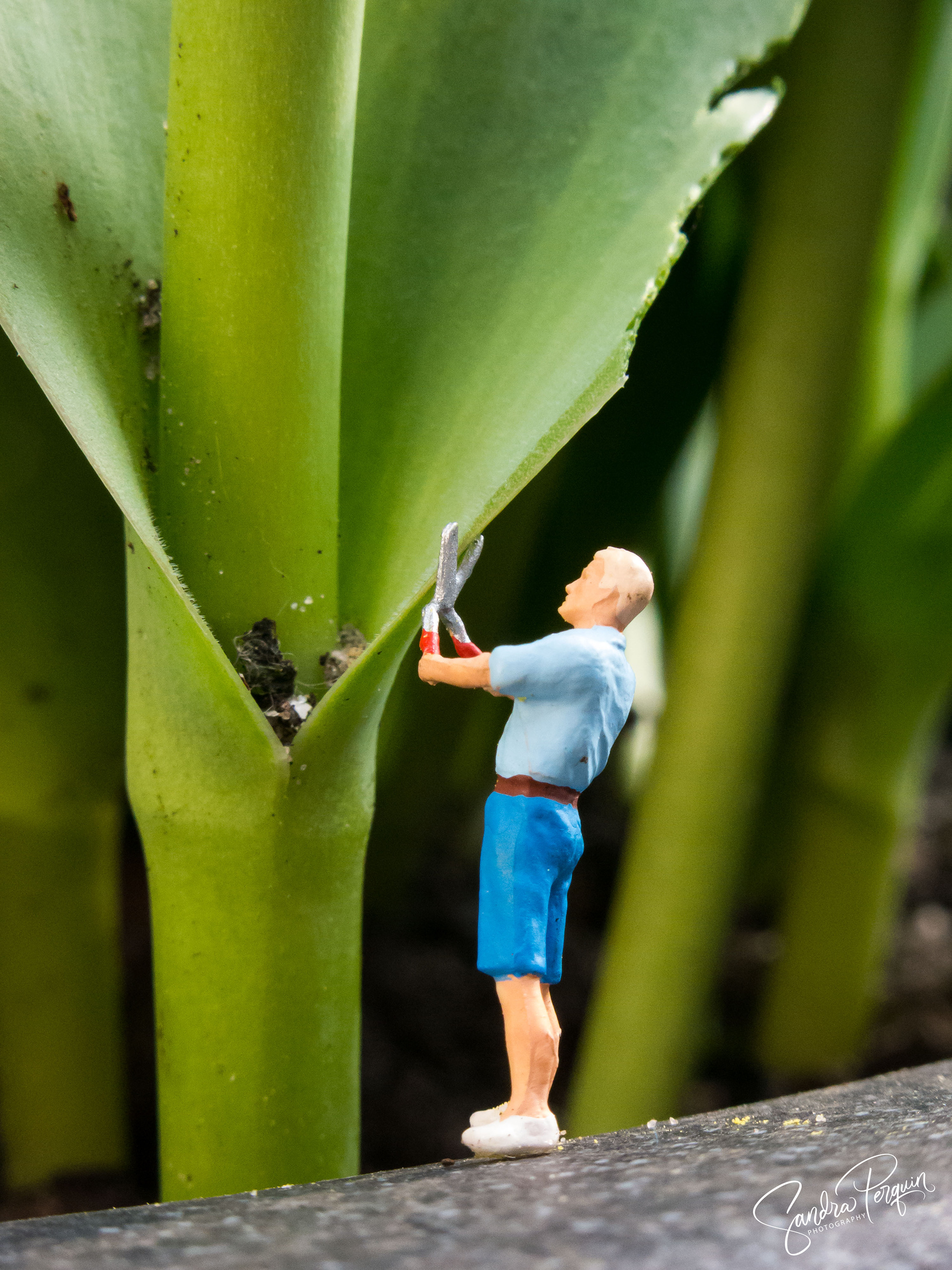 Pruning makes flowering