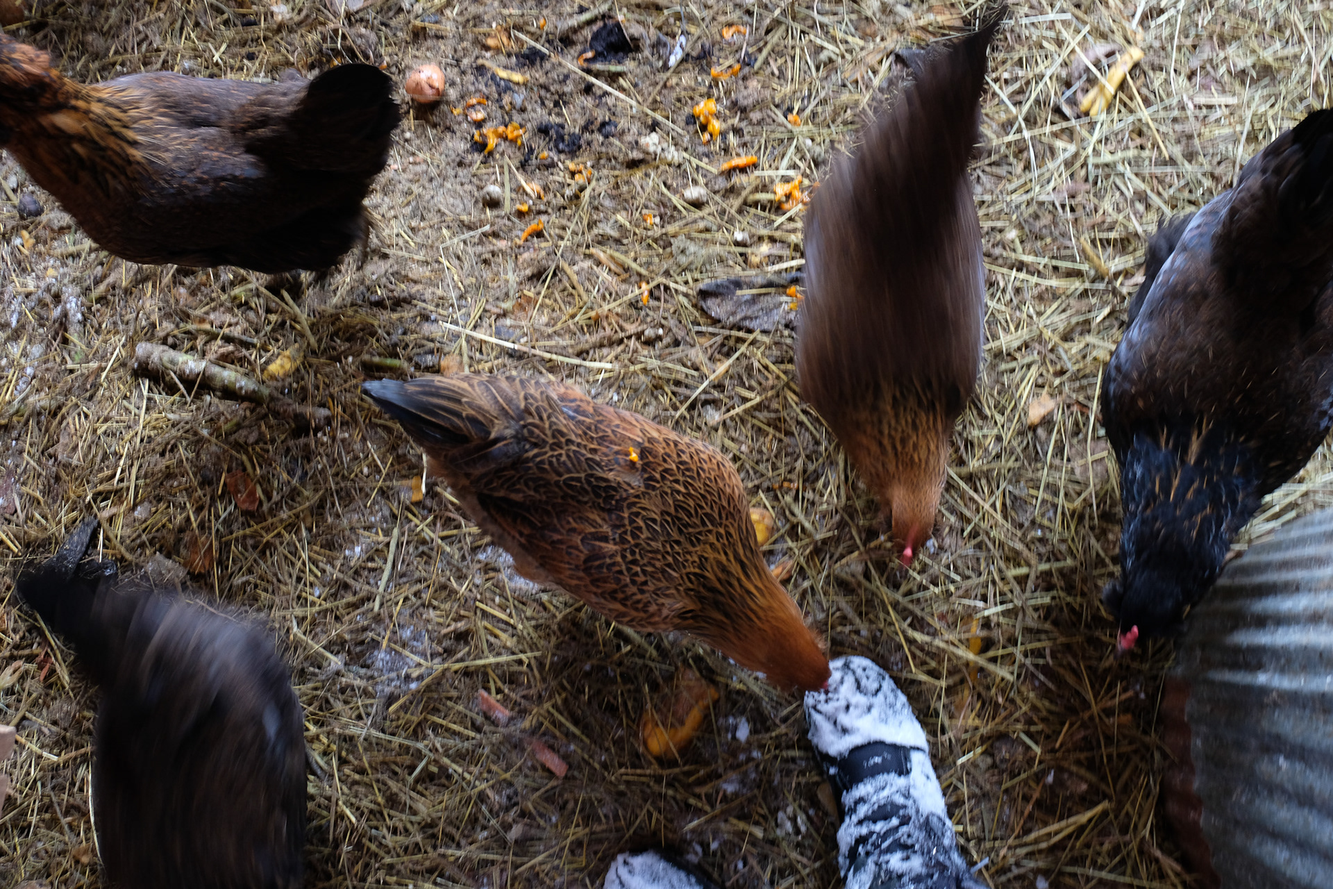 The chickens