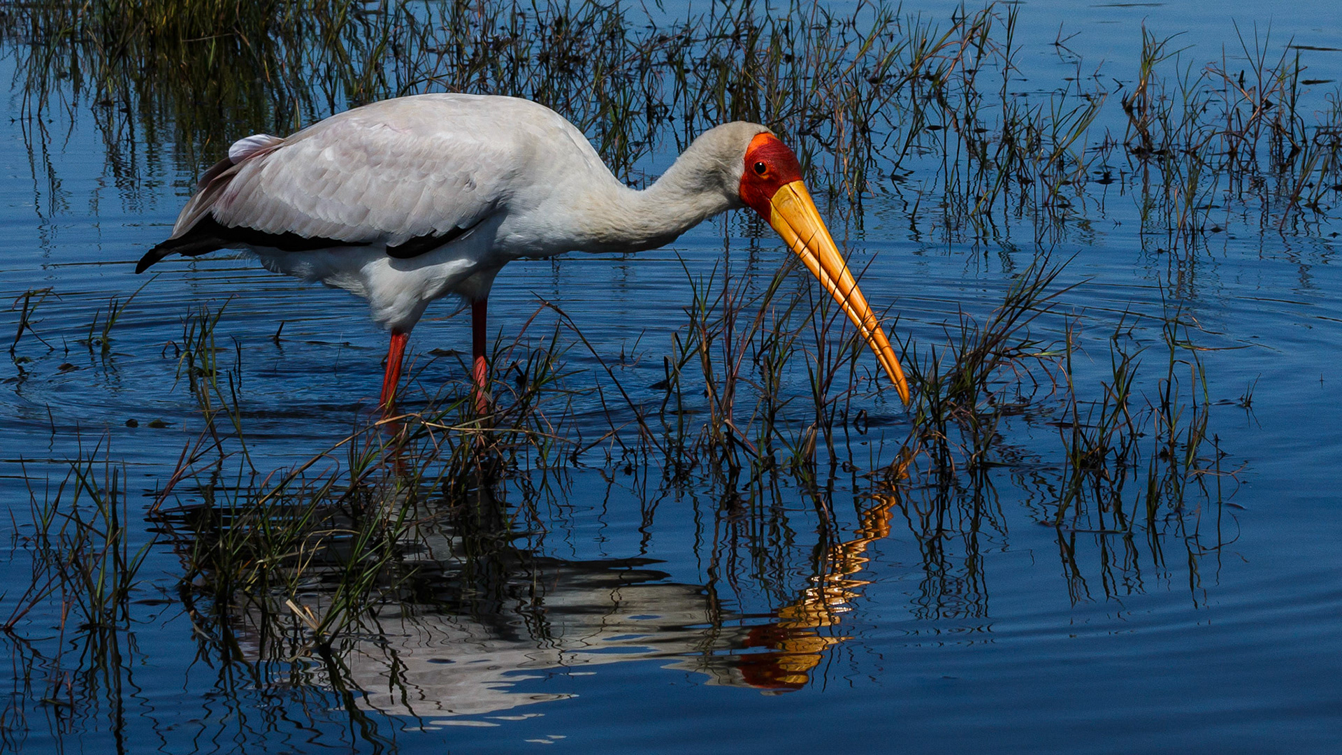 Yellow-Billed Stork