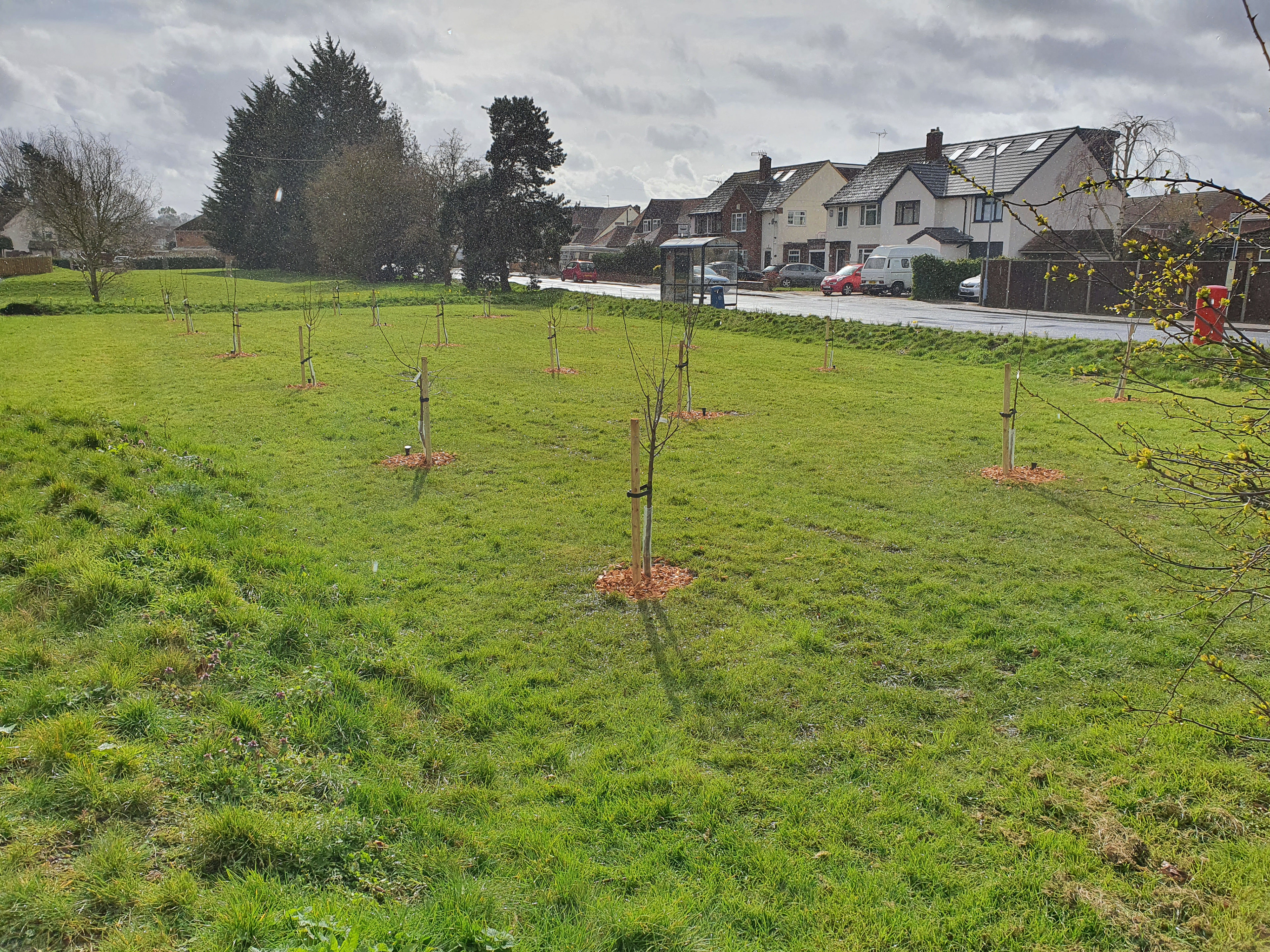 Unity through urban greening: Green Earth Plan CIC had a vision to create a community orchard that would be will be a place of beauty, enhance biodiversity, health and wellbeing as well as provide an opportunity for social gatherings and learning for many years to come. Through collaboration we have brought this vision to life. Designed to fruit from early summer to late autumn, the orchard is home to 17 different varieties of native fruit tree.